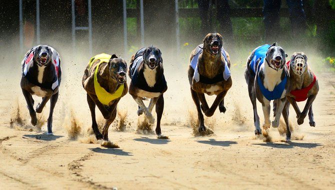 Gaming companies contribute to Greyhound Racing Fund